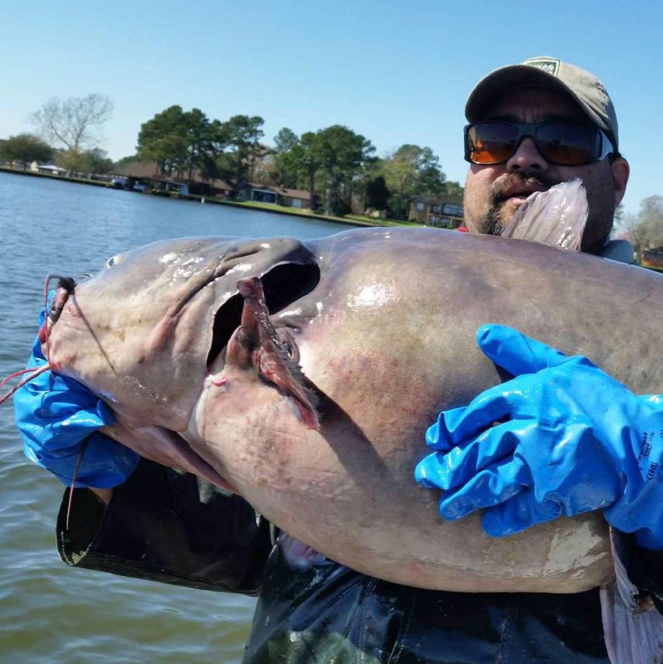 Monster catfish caught in Lake Conroe